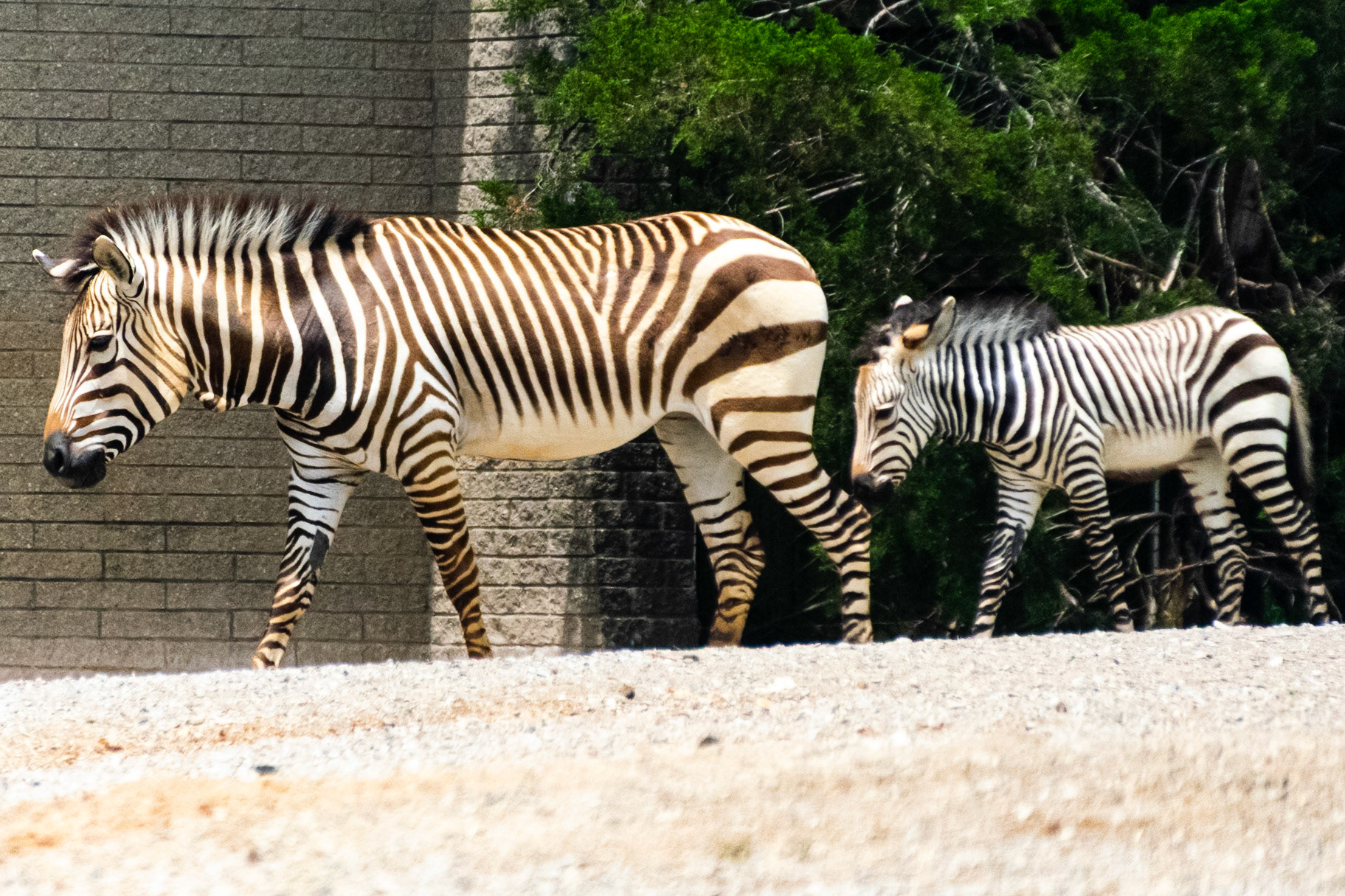 Even though they look cool, Zebra are notoriously foul tempered.