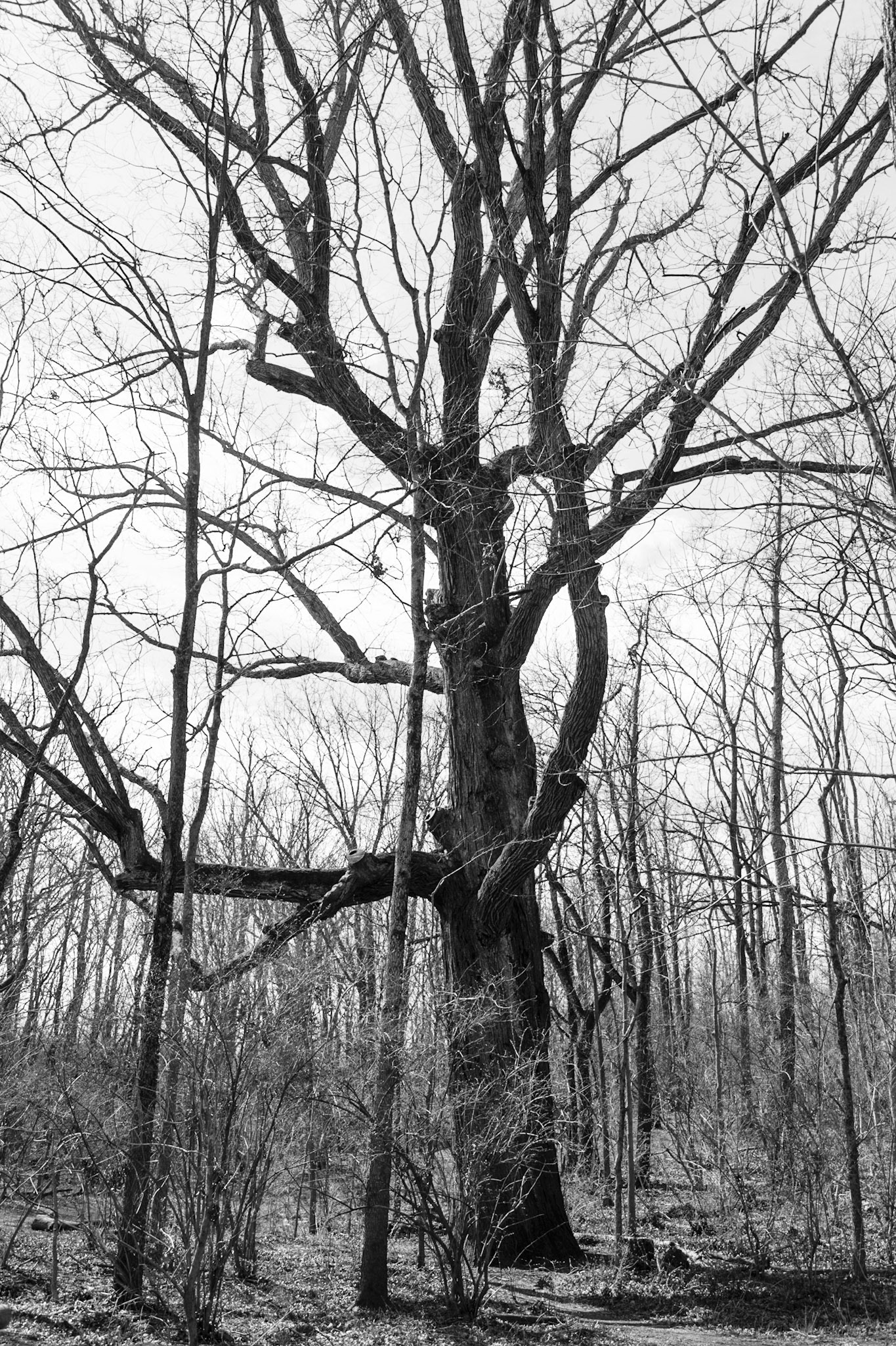 A tree juts out among its peers a little ways off the trail.