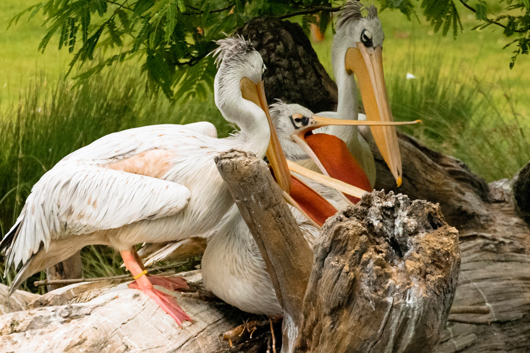 The waythese pelicans push their necks into the pouches on their bills was very strange.