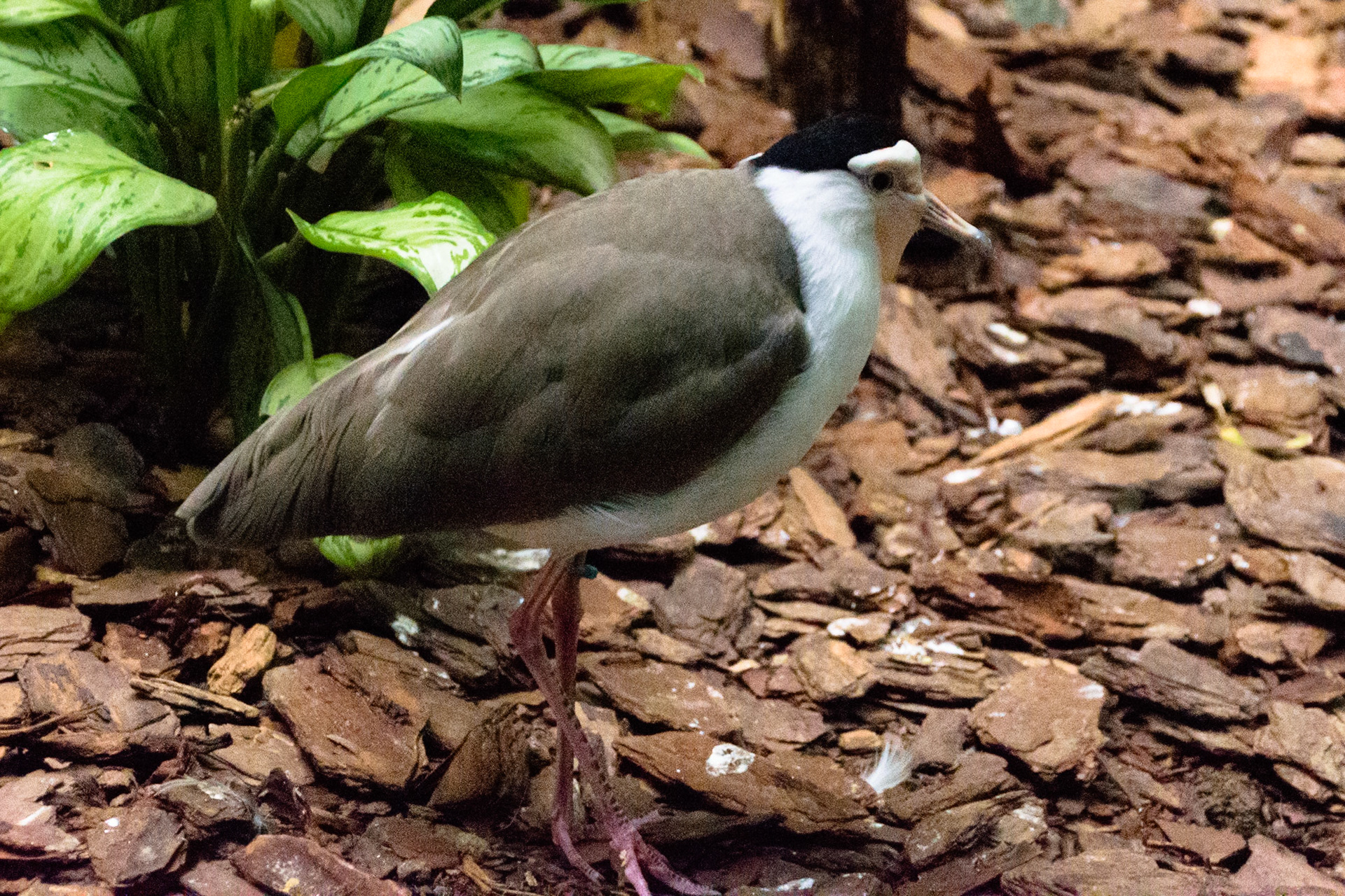 This bird's silly look was only matched by its siller walk.
