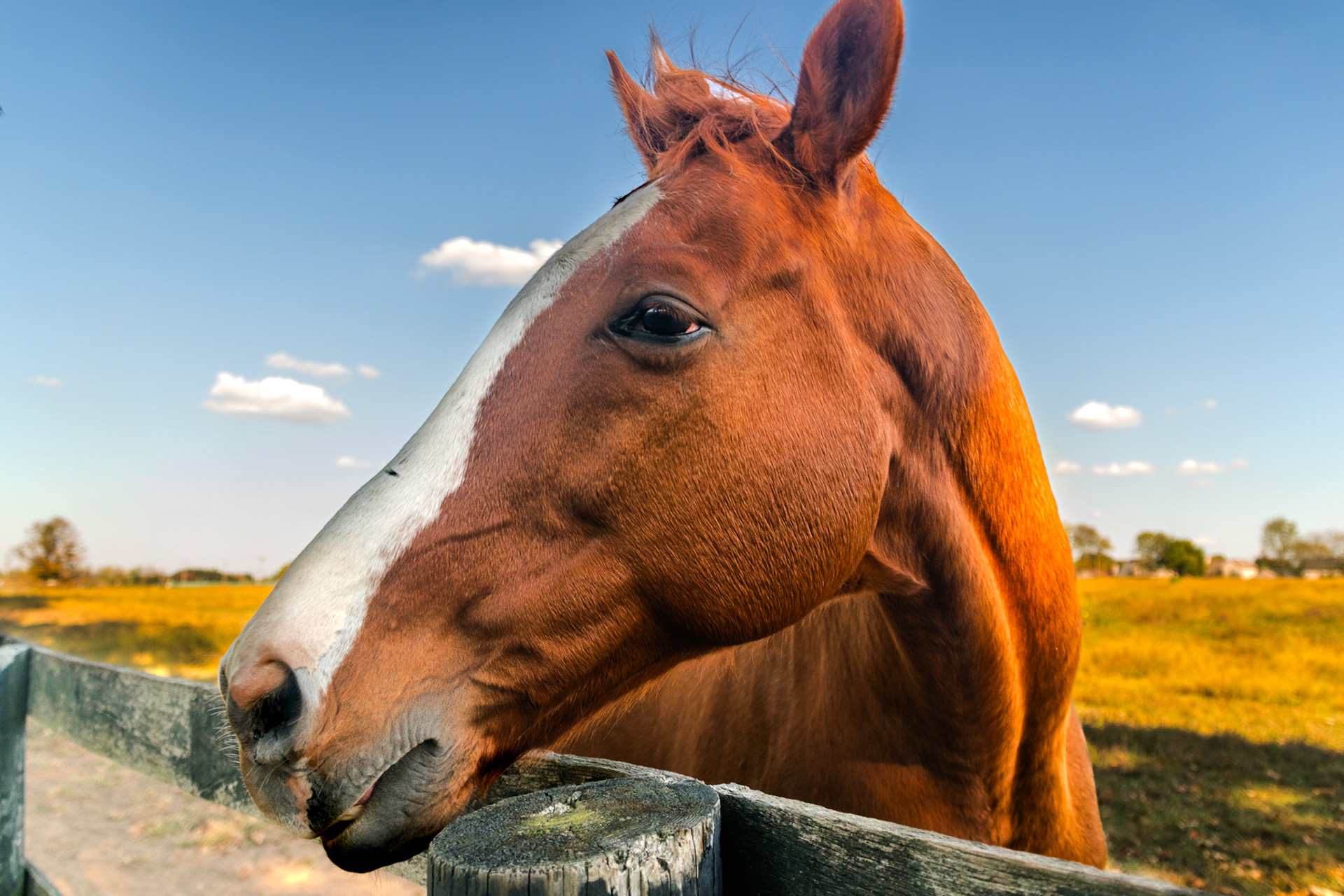 This very photogenic horse came in for his close up.