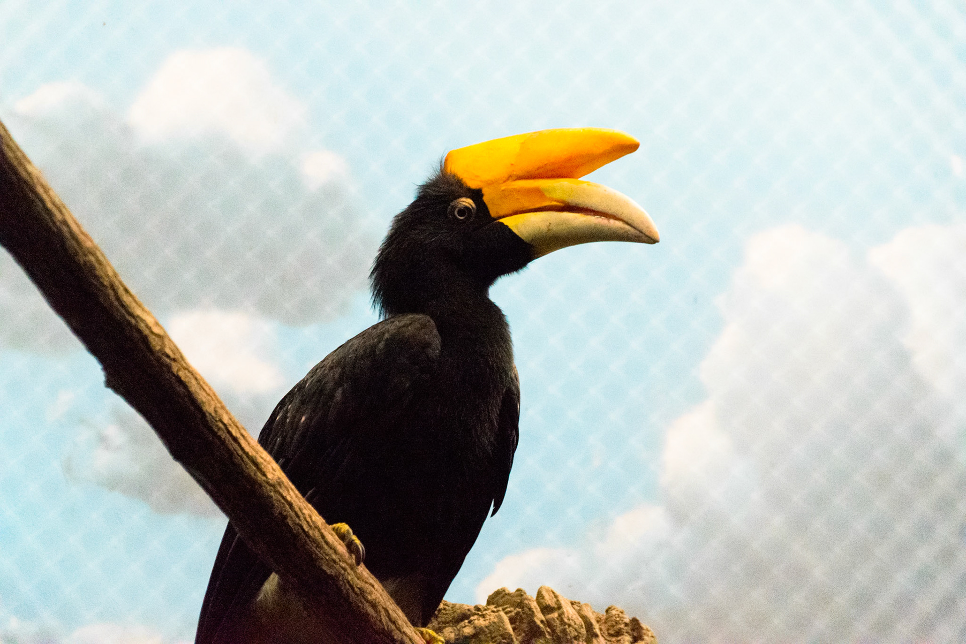 The large bill on this hornbill was absolutely majestic.