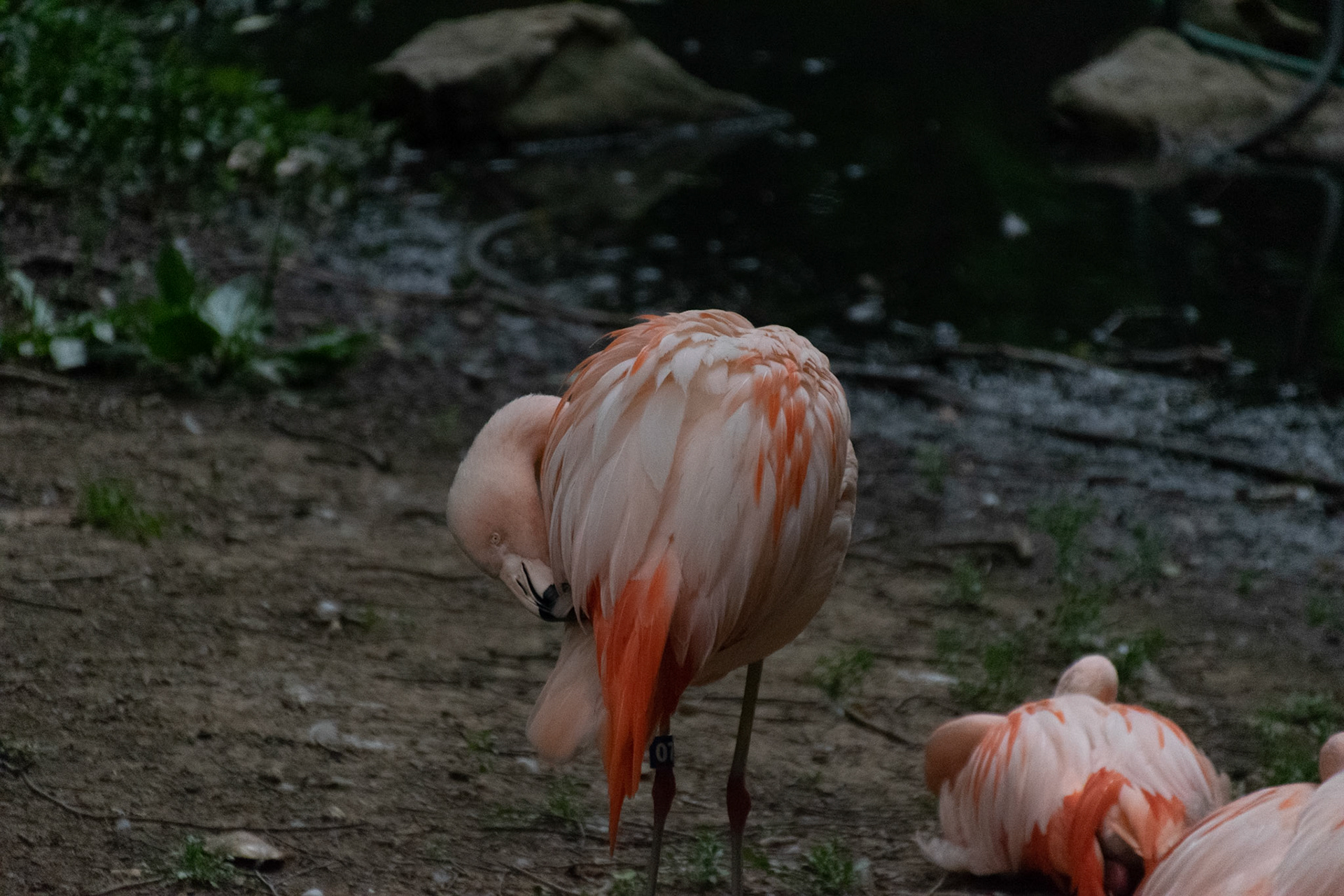 These pink birds looked much better than they smelled.