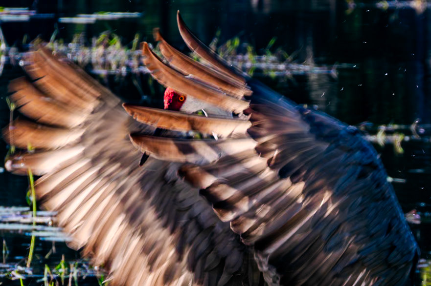 A sandhill crane peeks through its feathery wings.
