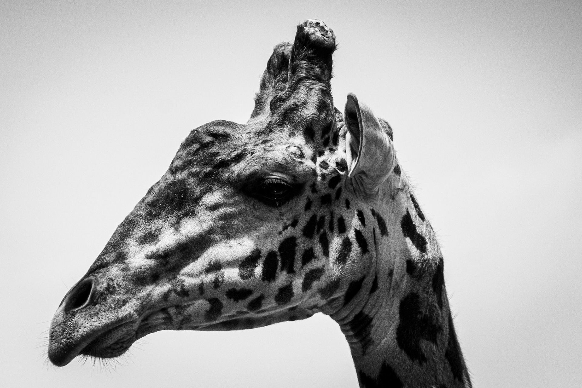 Looking out over their enclosure, this giraffe has the best view in the entire zoo.