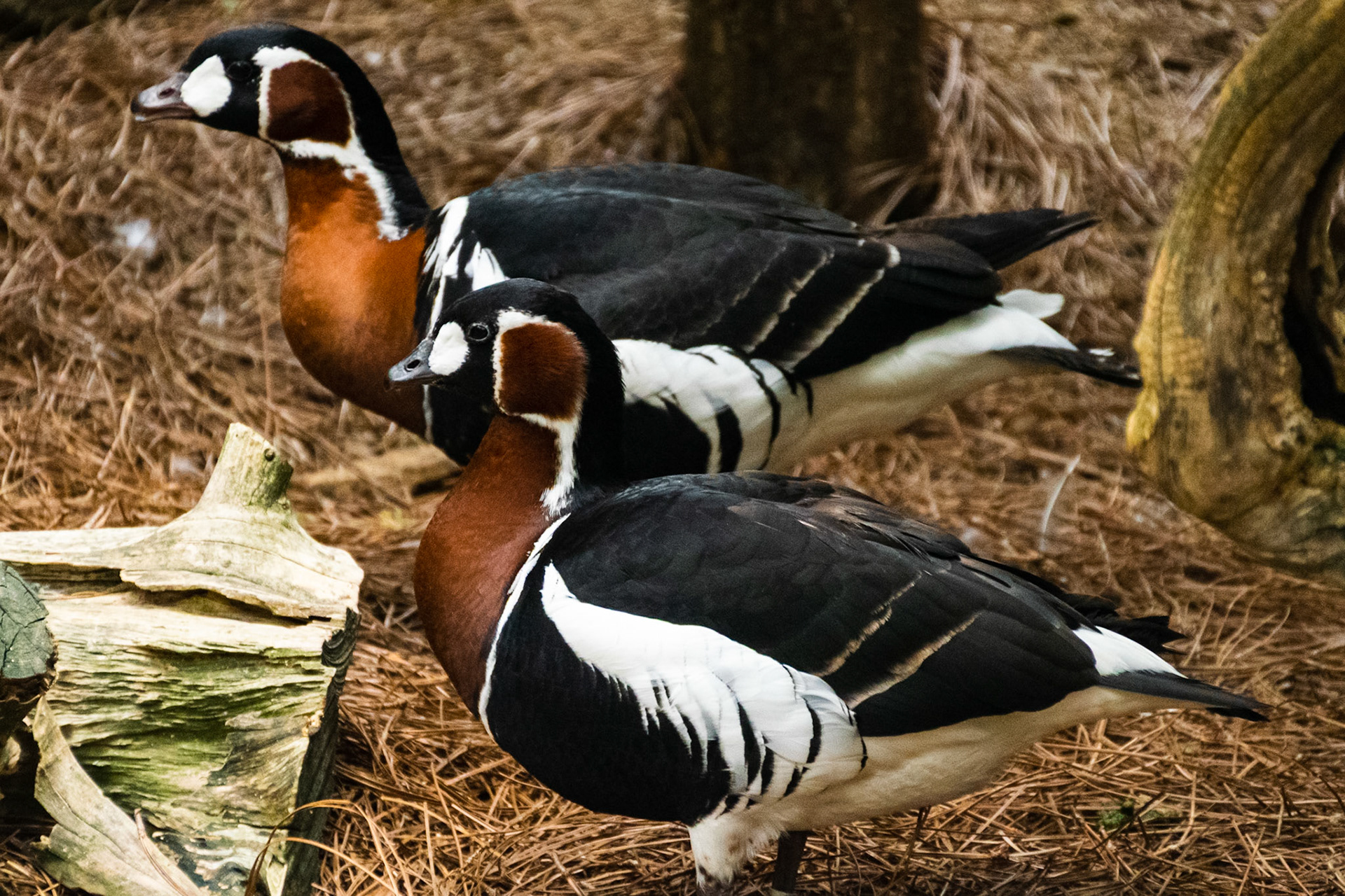 This goose looks much nicer than its Canadian cousins.