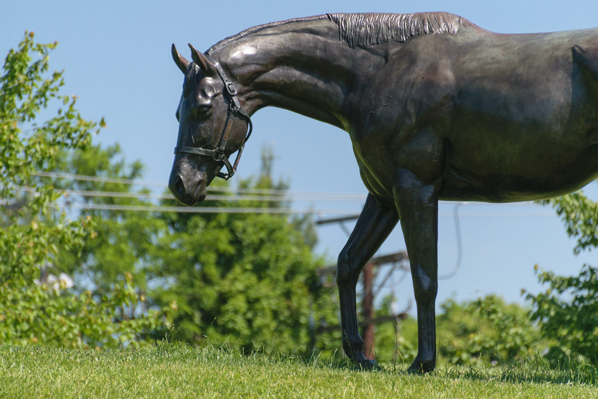 This horse keeps a watchful eye over Thoroughbred Park.