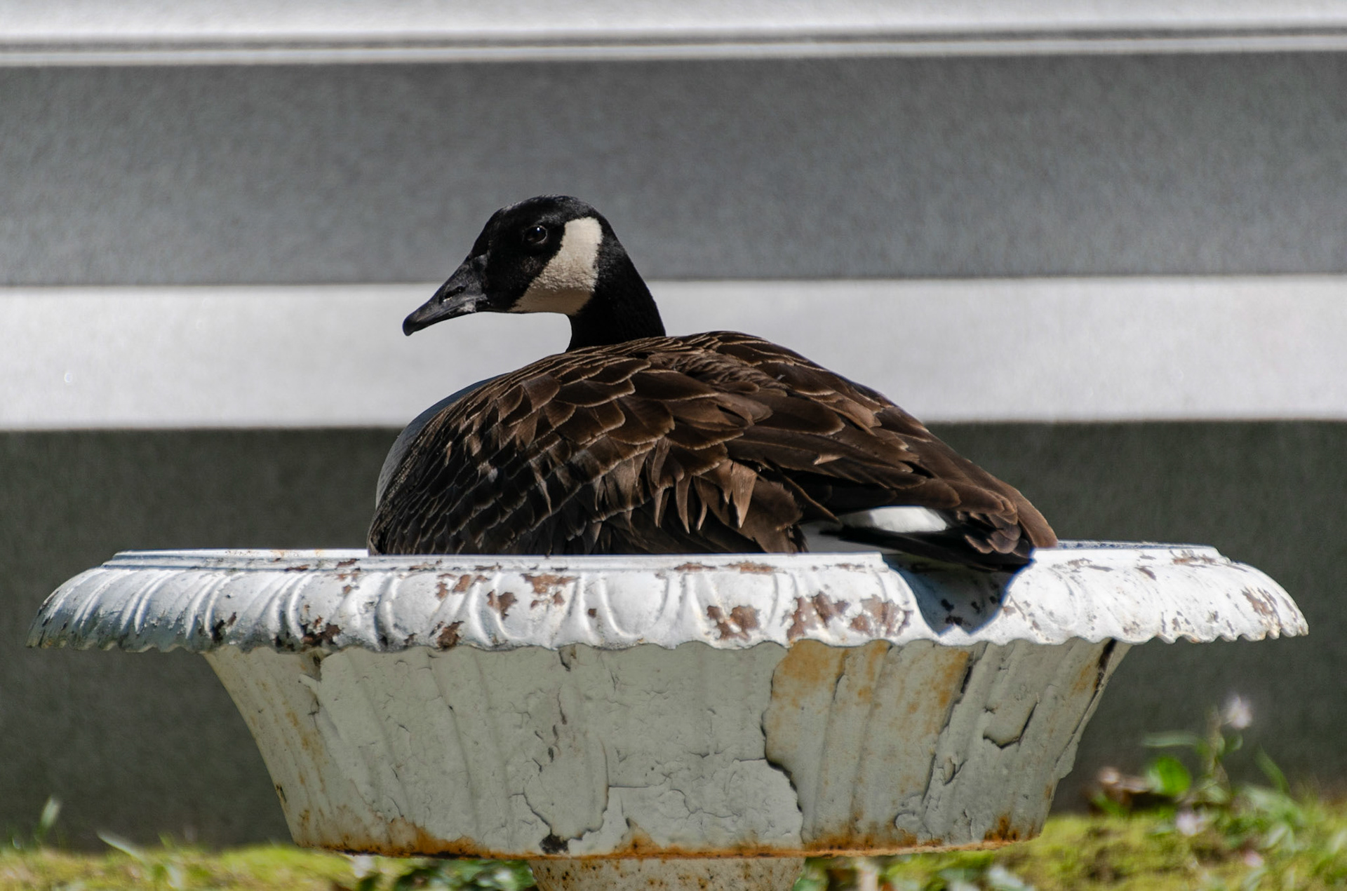 A goose enjoys a bath in the cemetary.
