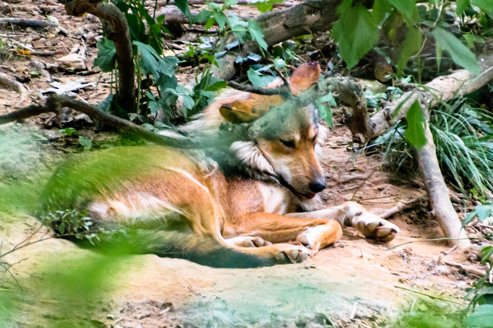 The red coat on this wolf was incredible.