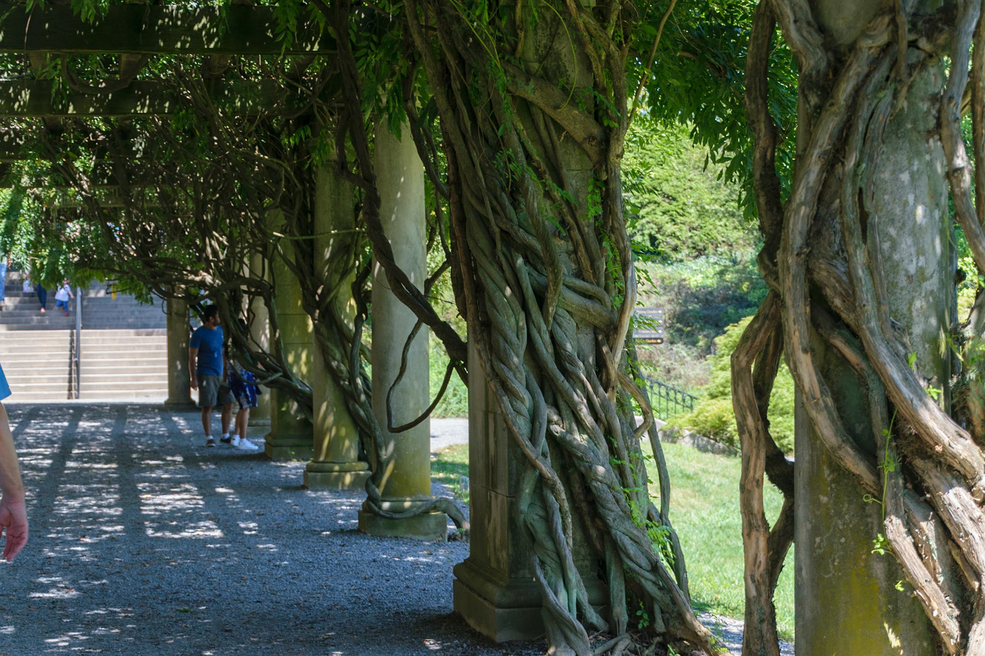 Vines have overtaken the columns along a path towards the Biltmore.