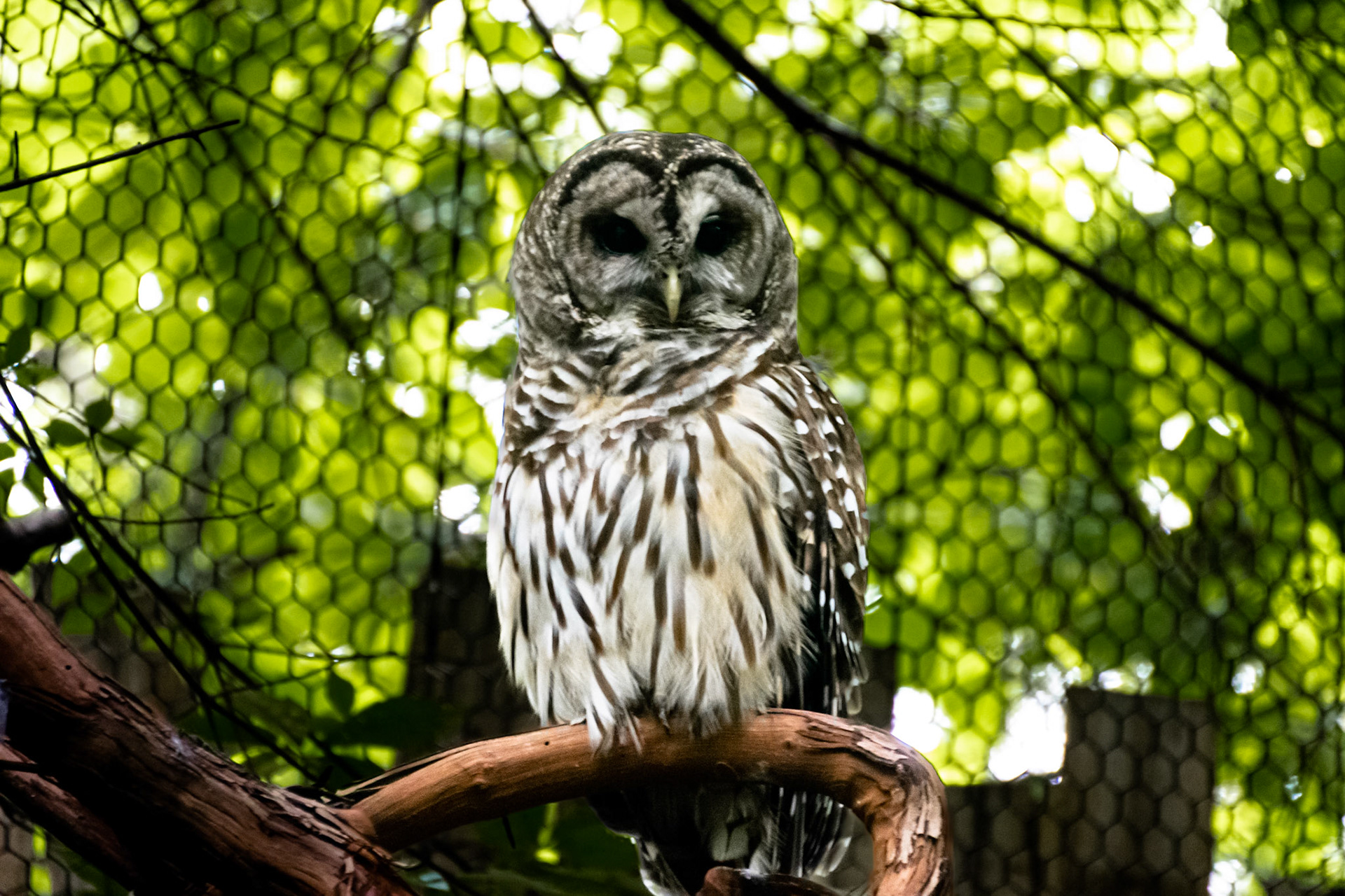 A wise owl looks over the vistors of the zoo.