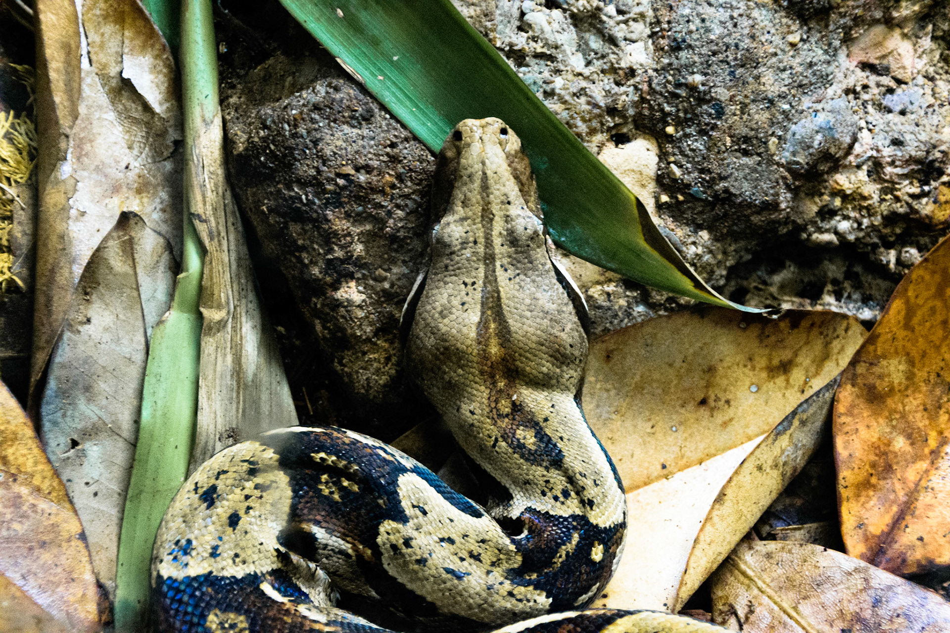 A boa explores his tank at the zoo.