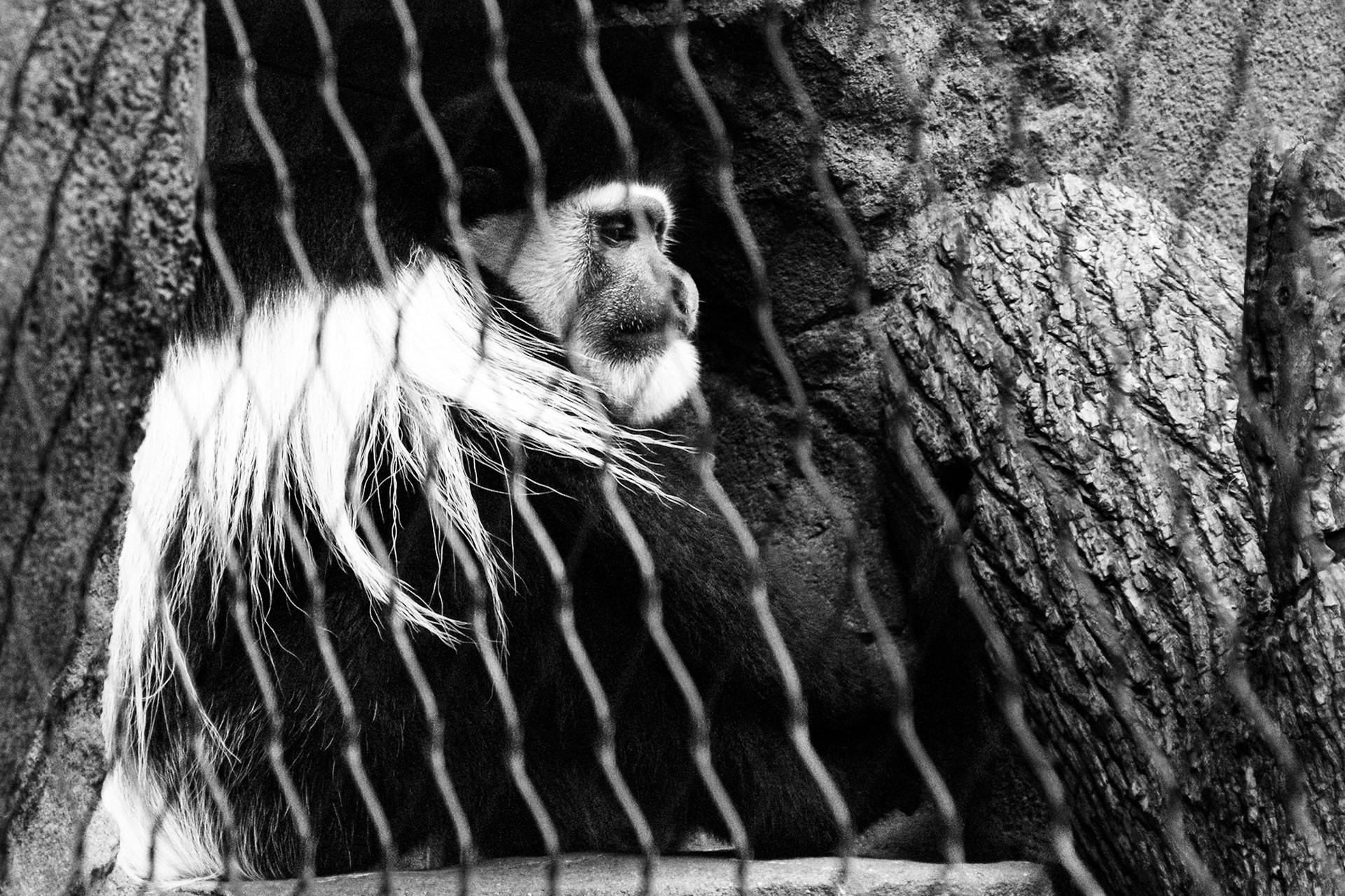 A columbus monkey looks on at what's happening in his enclosure.