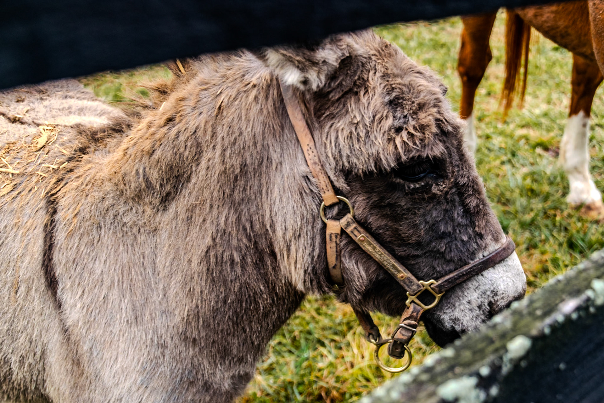 Gorgeous George may not have a champion's record, but he has the heart of one!