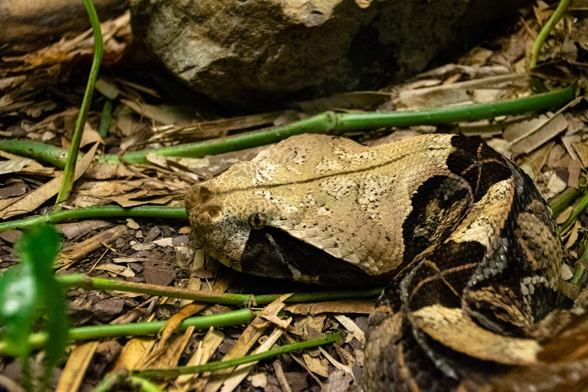 A sneaky little guy hides among the leaves of his enclosure.