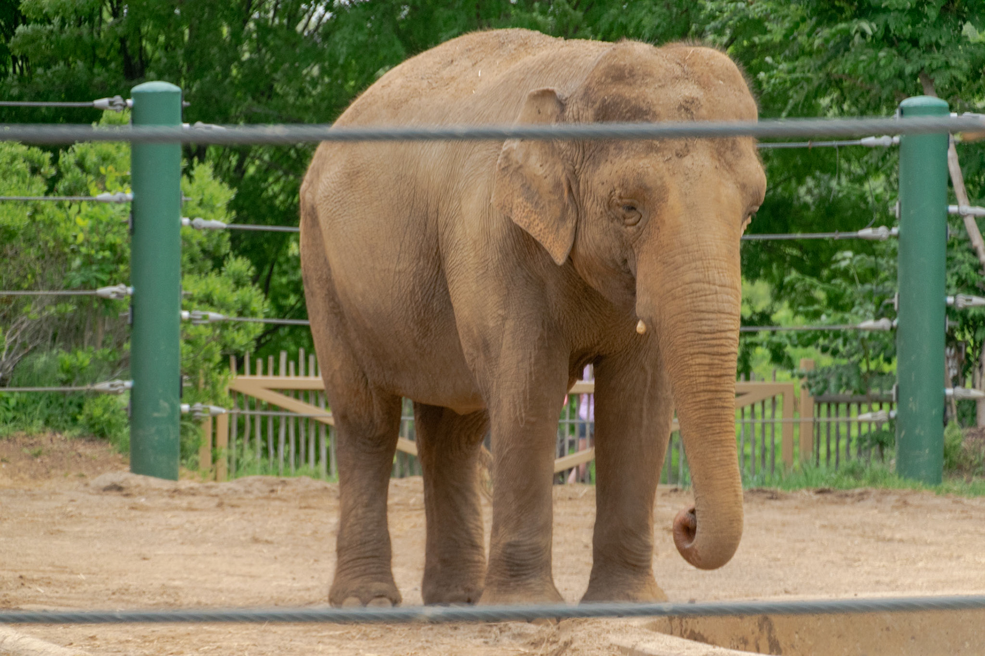 The elephants were out enjoying the sun.