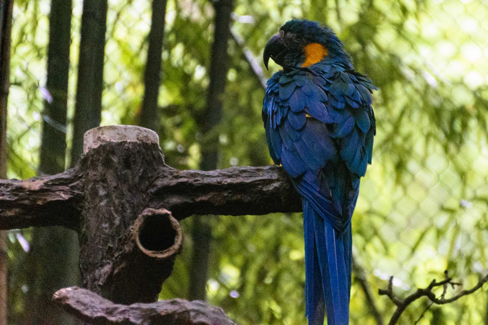 A beautiful Macaw looks over their wing at me.