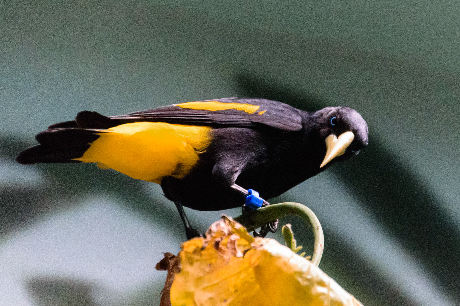 This bird's piercing blue eyes shocked me.