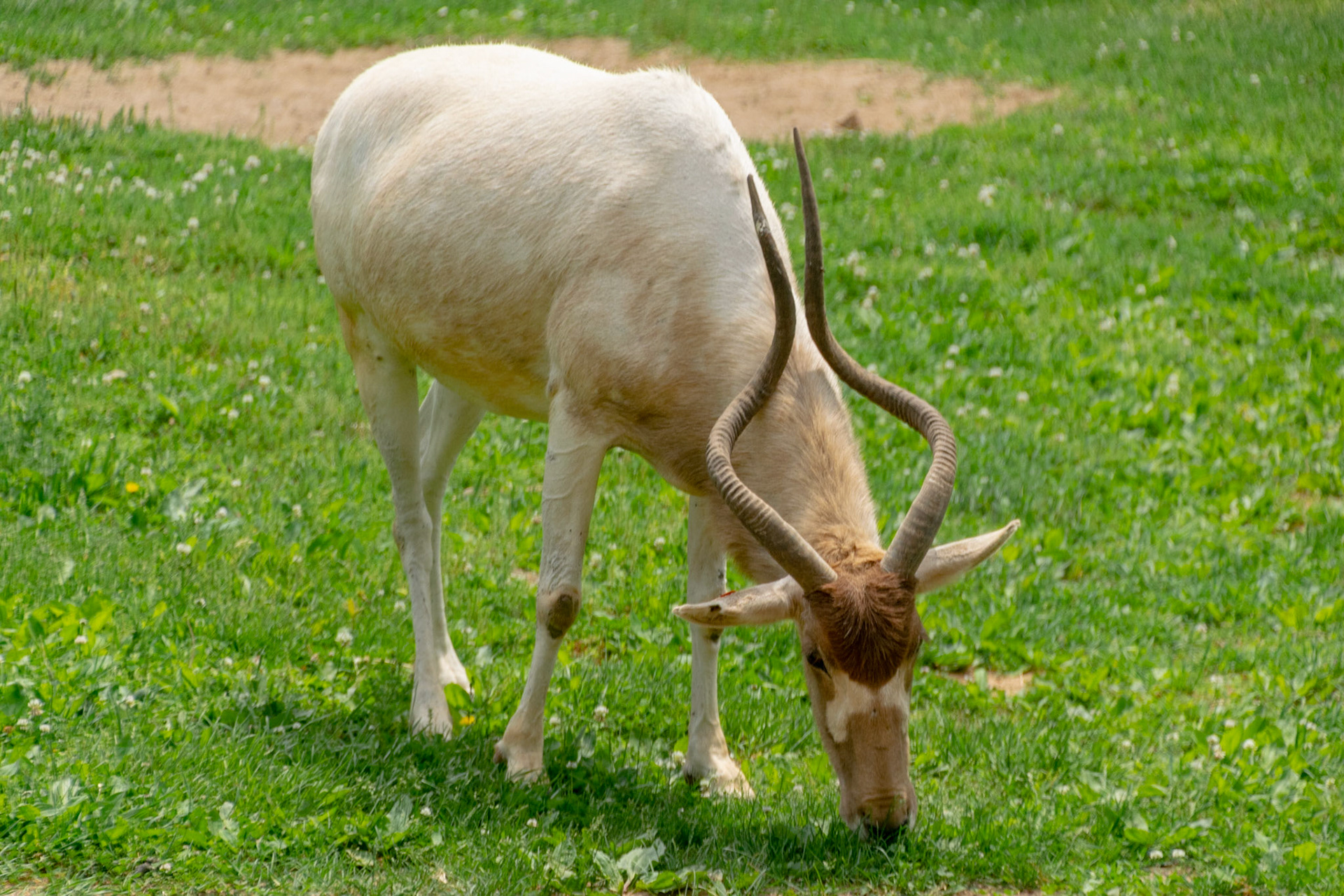 This addax was having a little snack by grazing in its exibit.
