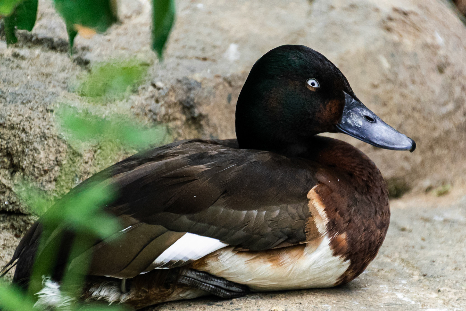 This duck certainly looks like it’s seen some stuff.