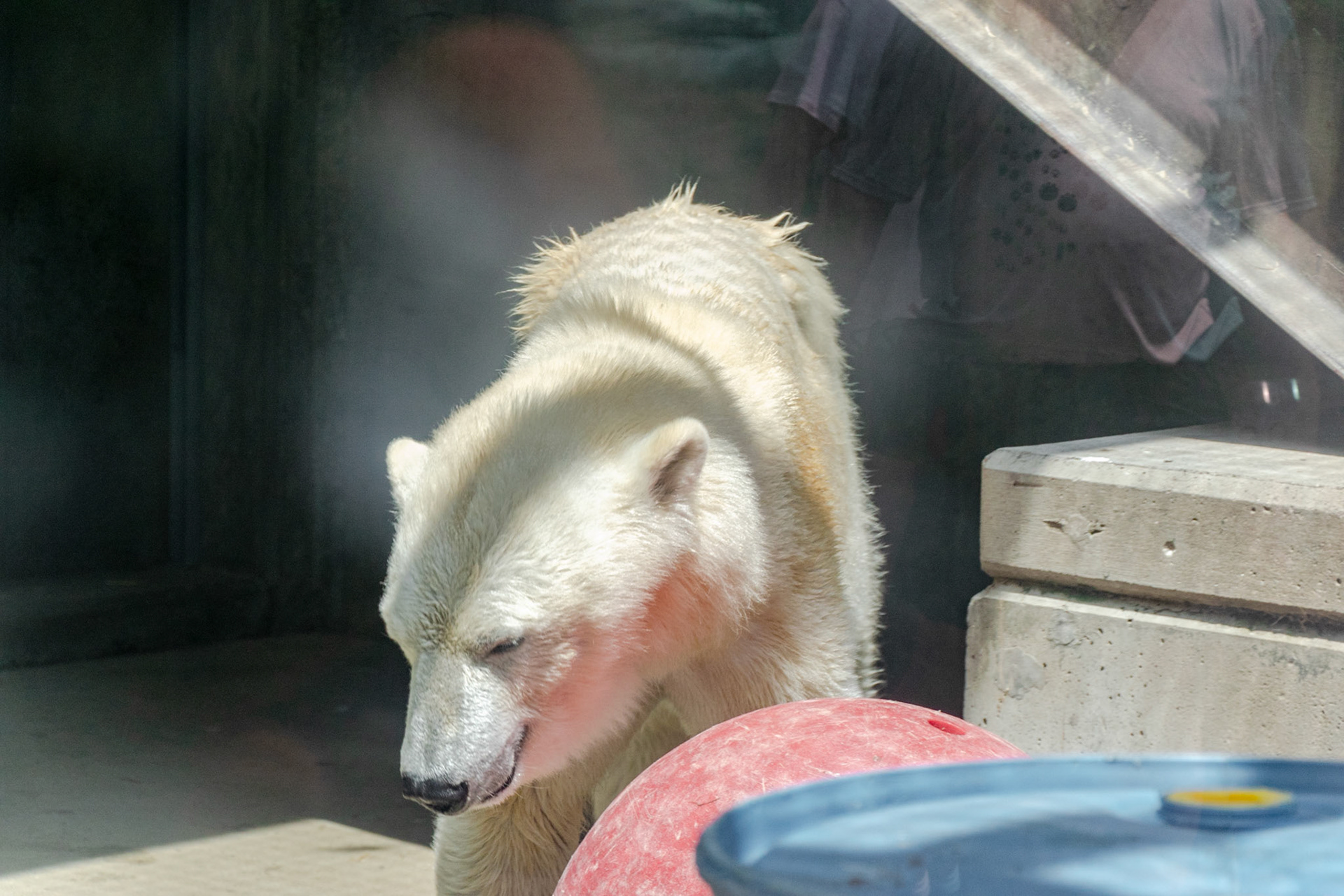 The summer heat wasn't enough to keep this polar bear inside.