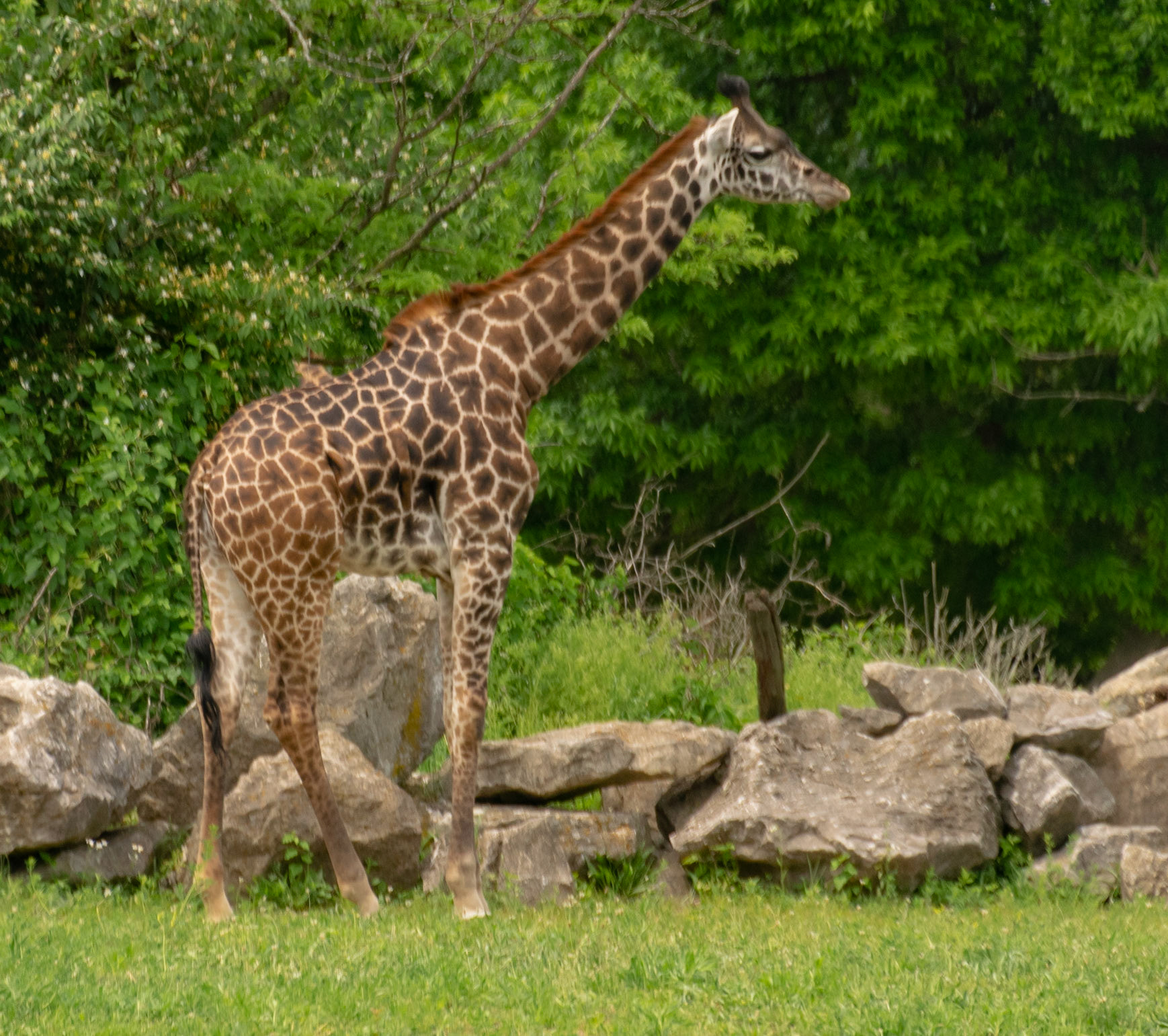 The giraffe was enjoying the weather, too.