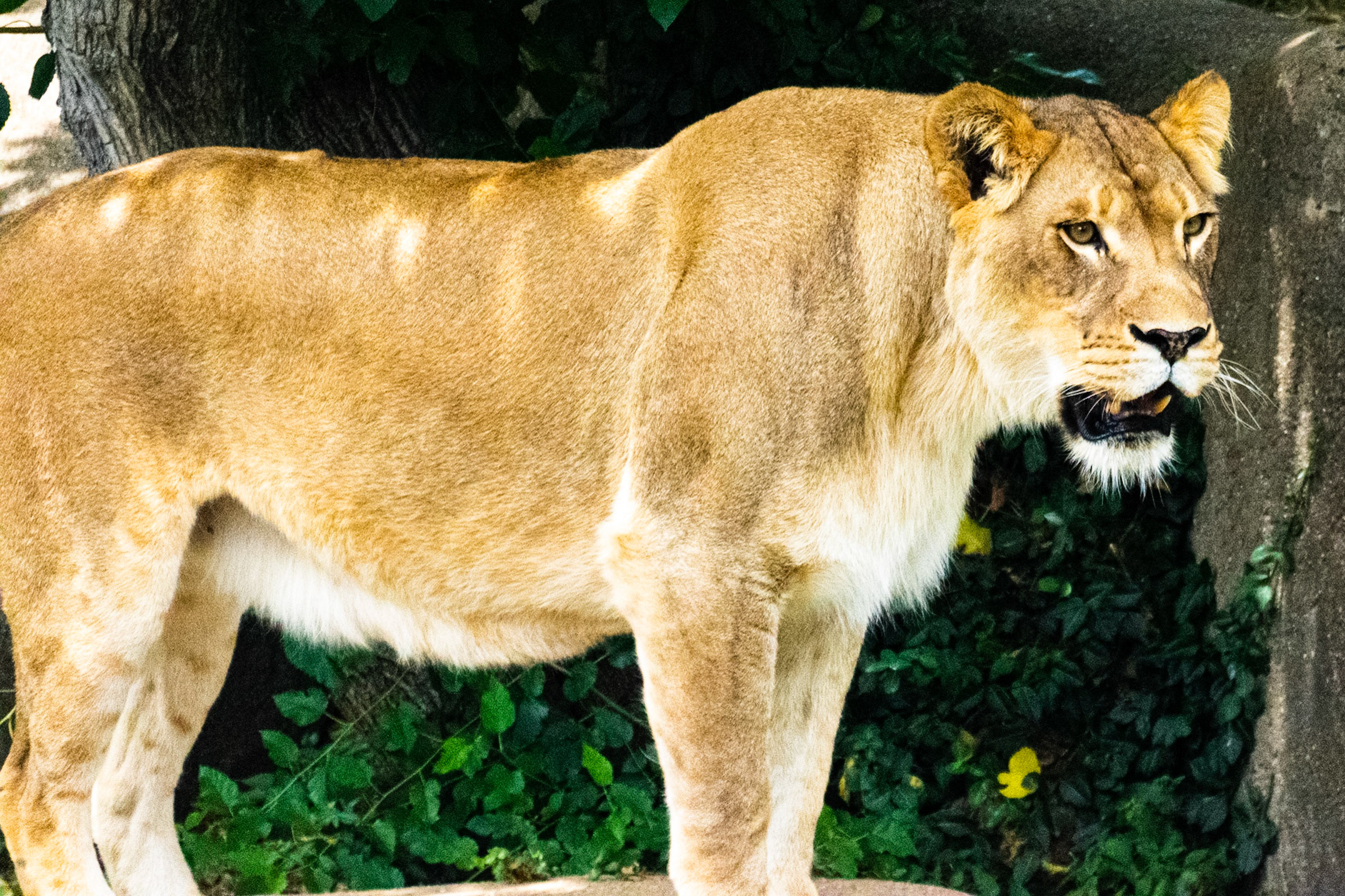 This ferocious lion was letting her presence be known.