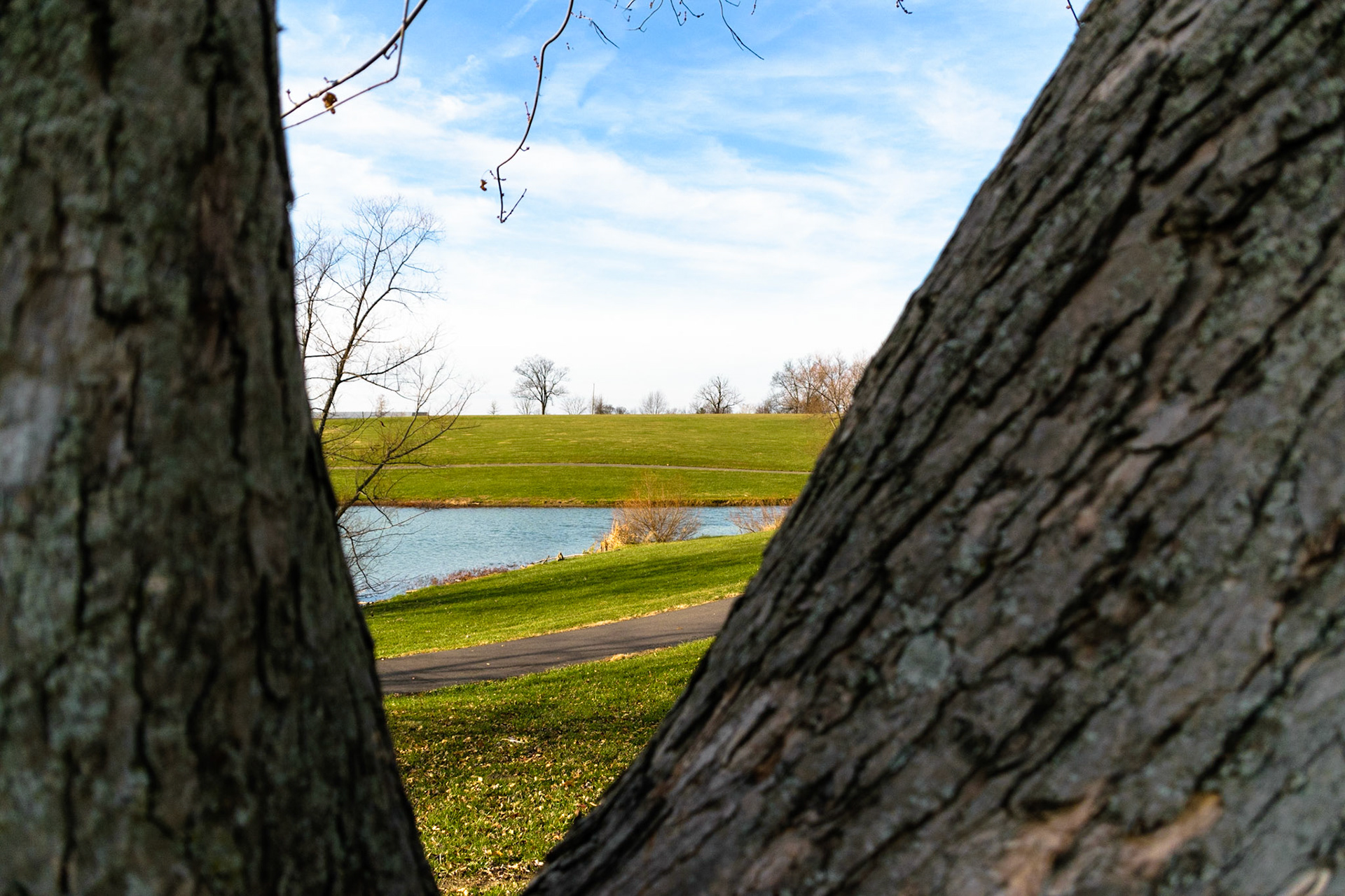 This forked tree frames the pond.