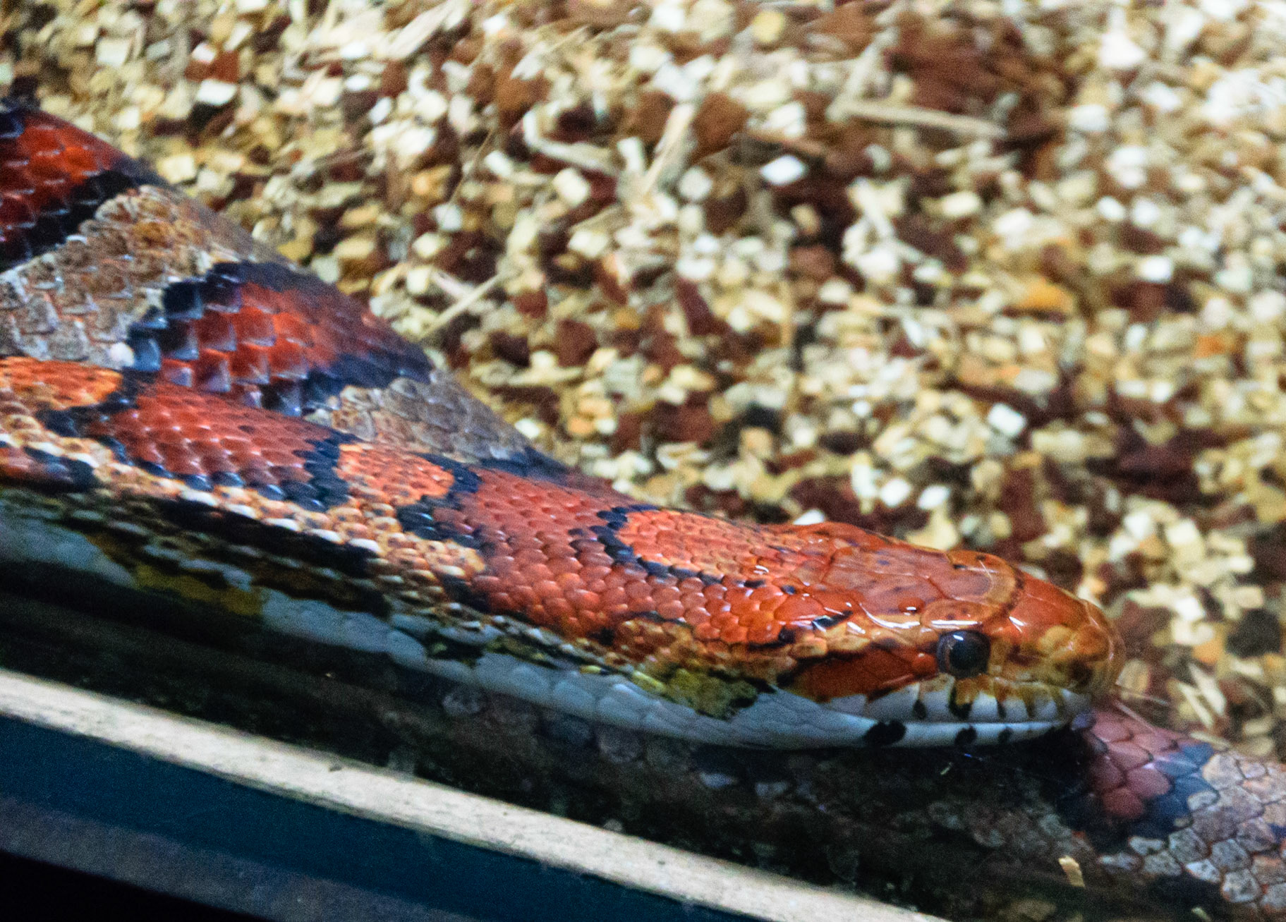 This snake's copper coloring is certainly eye catching.