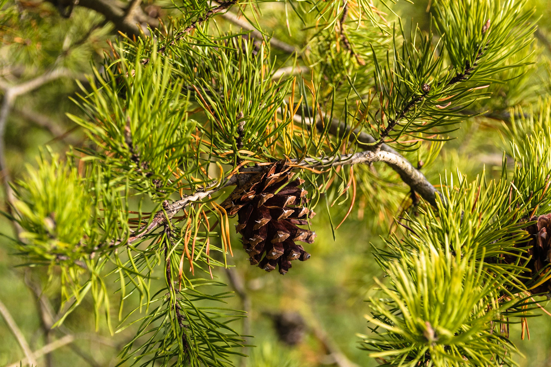 The pine tree still holds onto some of its pinecones.
