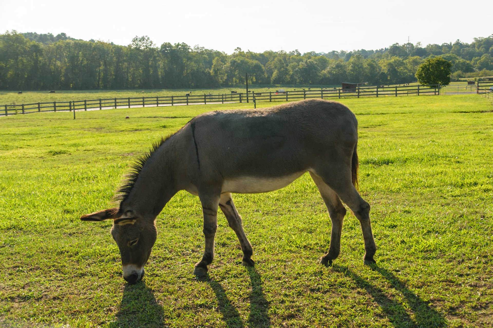 A donkey enjoys snacking on some grass in its pasture.