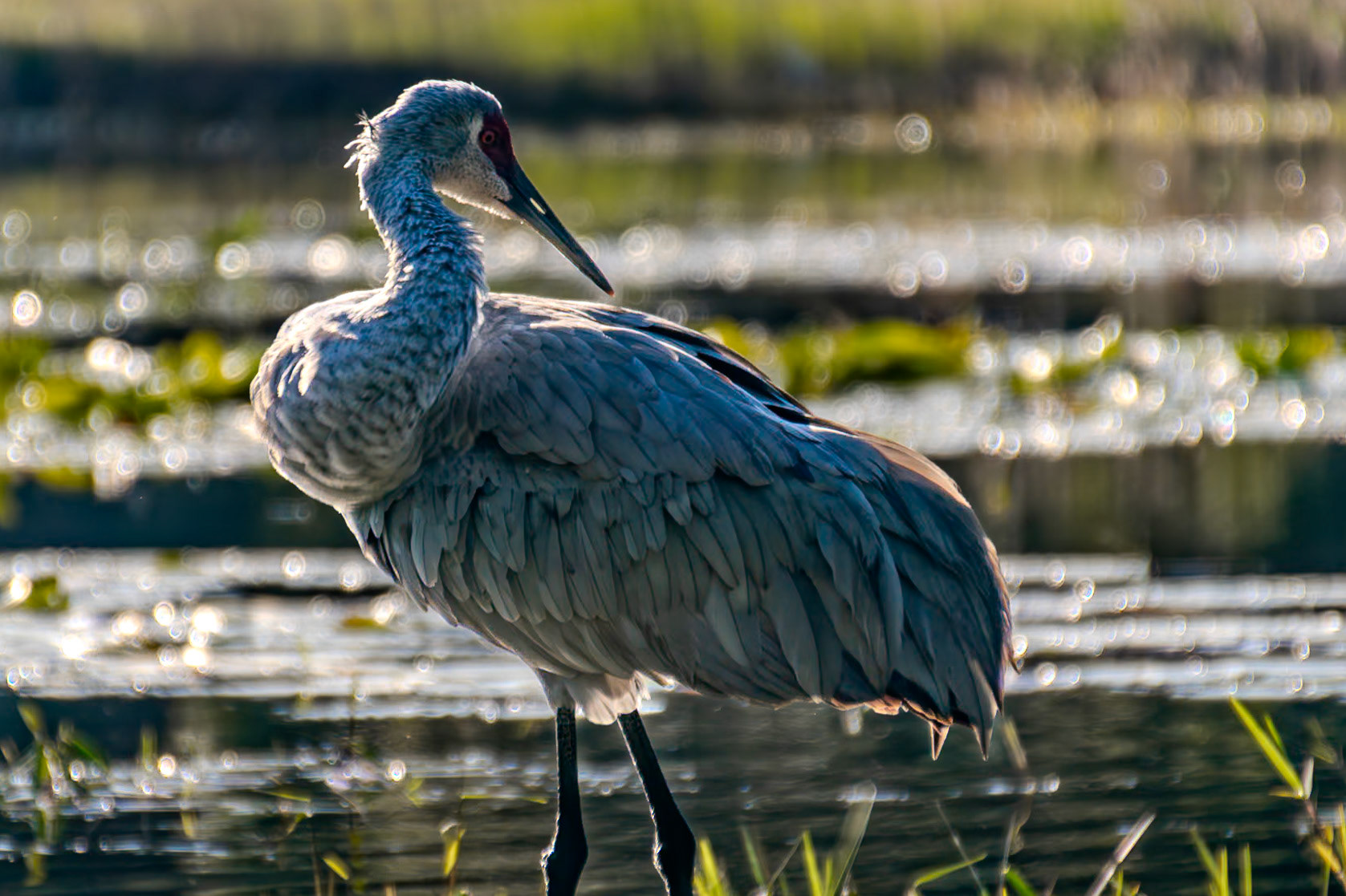 This sandhill crane takes a moment to groom itself by the pond.