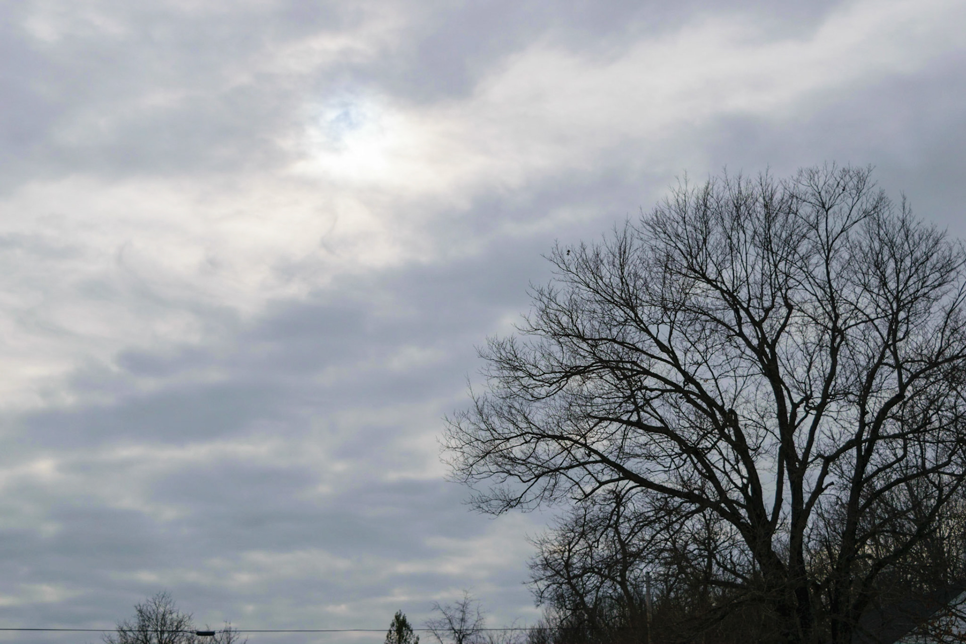 This large tree was poking out into the sky. With the Sun behind some clouds, I thought I would try a shot and see how it would turn out.