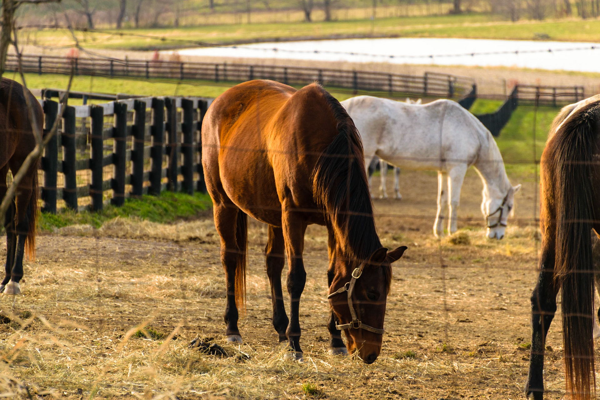 A horse grazes while enjoying the sun on its back.