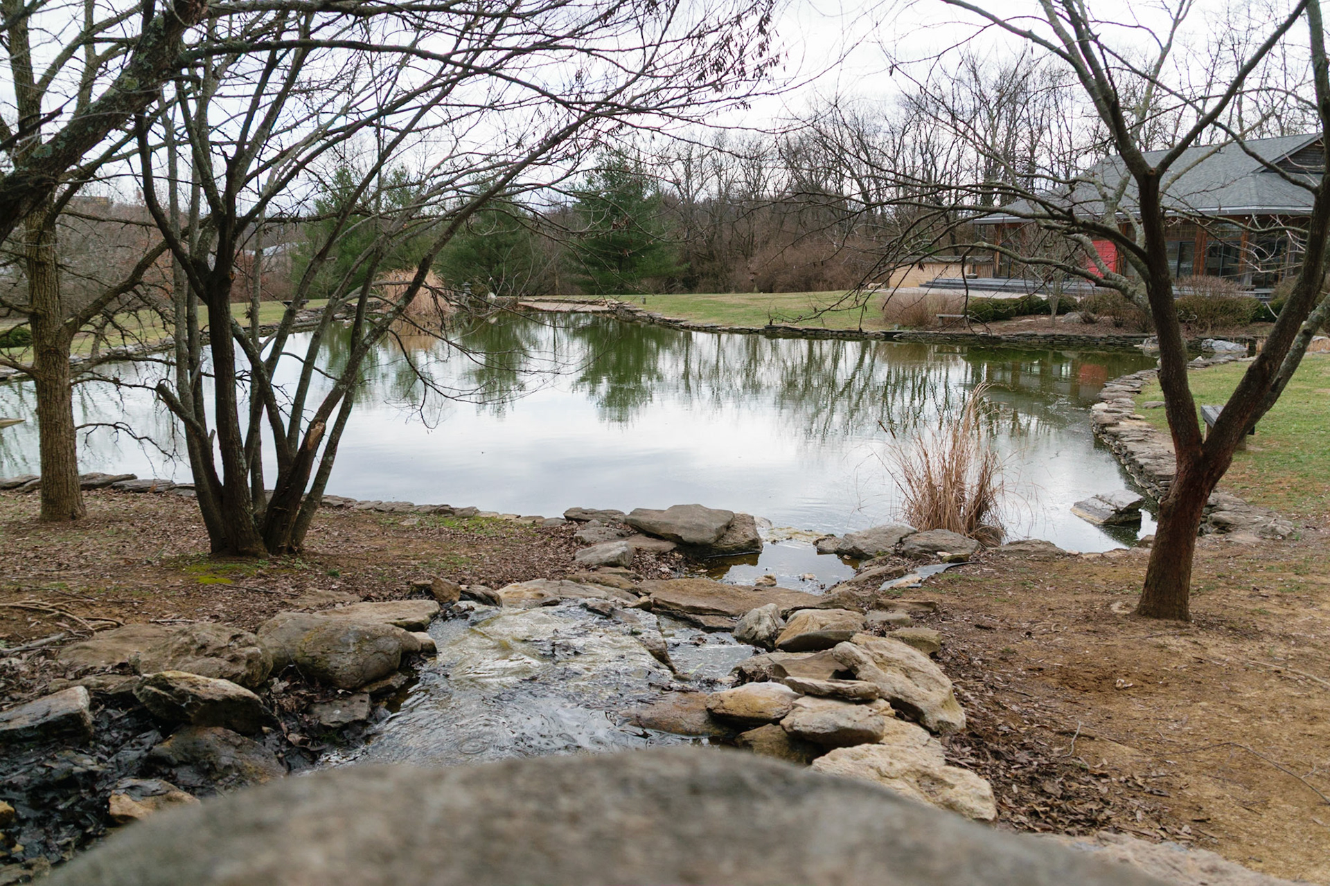 The pond at the park is quite peacful, even if it's full of tadpoles.