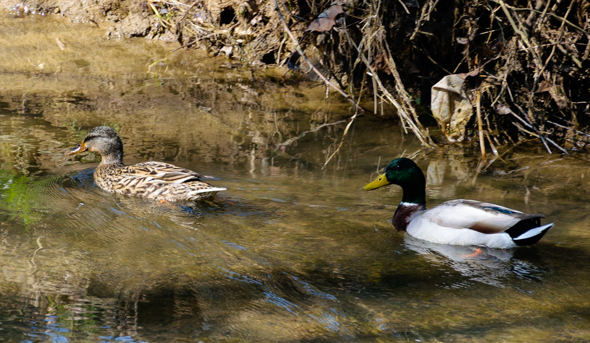 These ducks were enjoying their day floating in the creek.