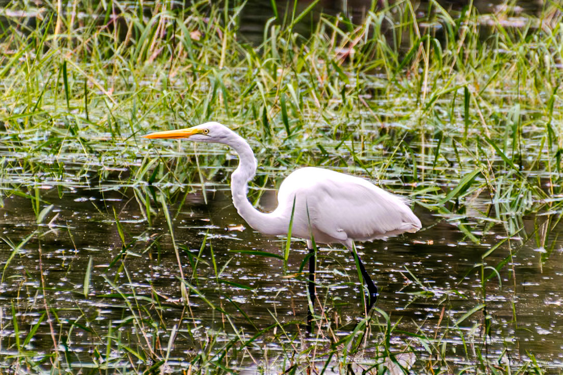 A great egret wades through the pond.