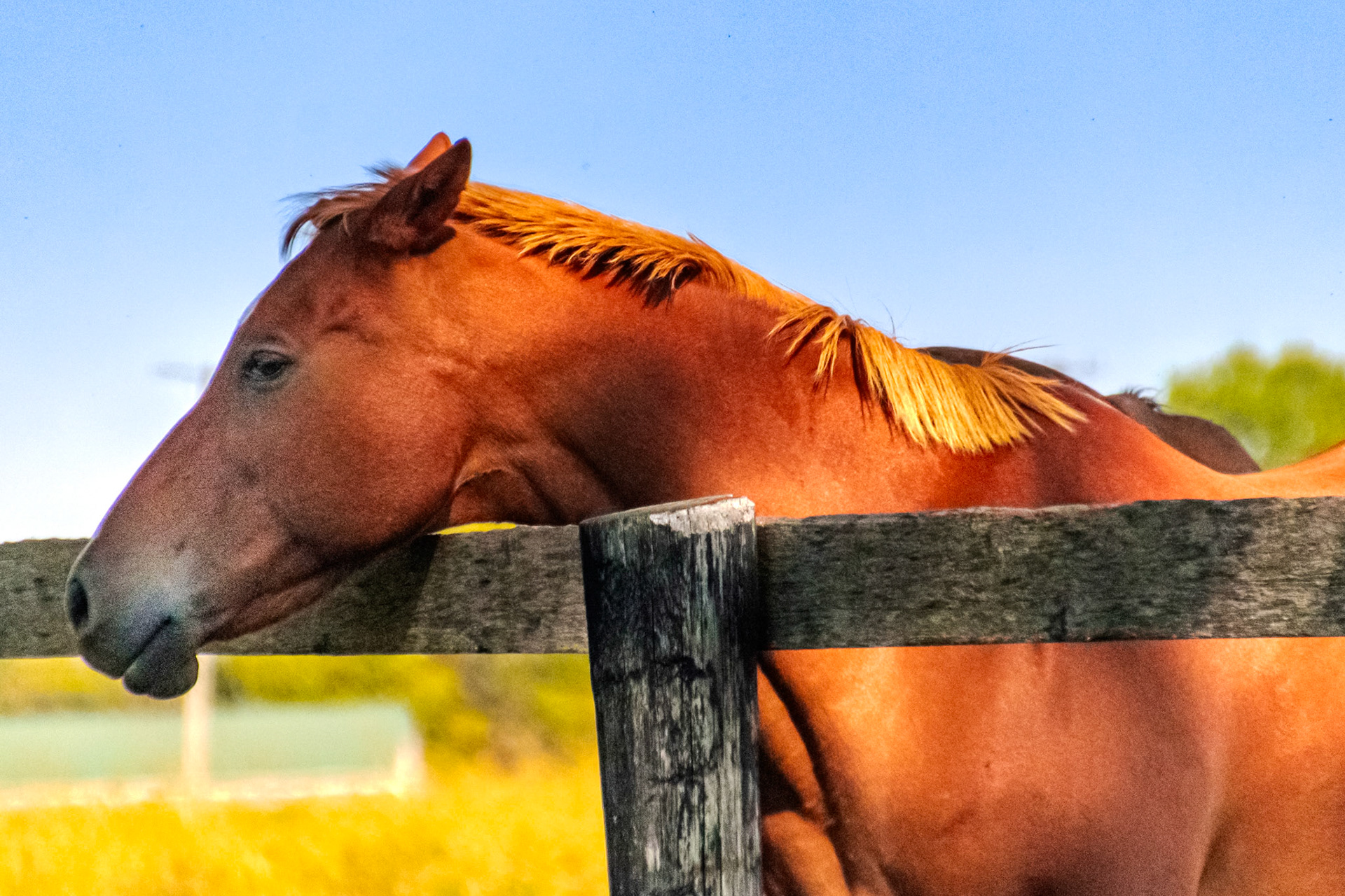 A friendly horse pokes his head over the fence of his pature.