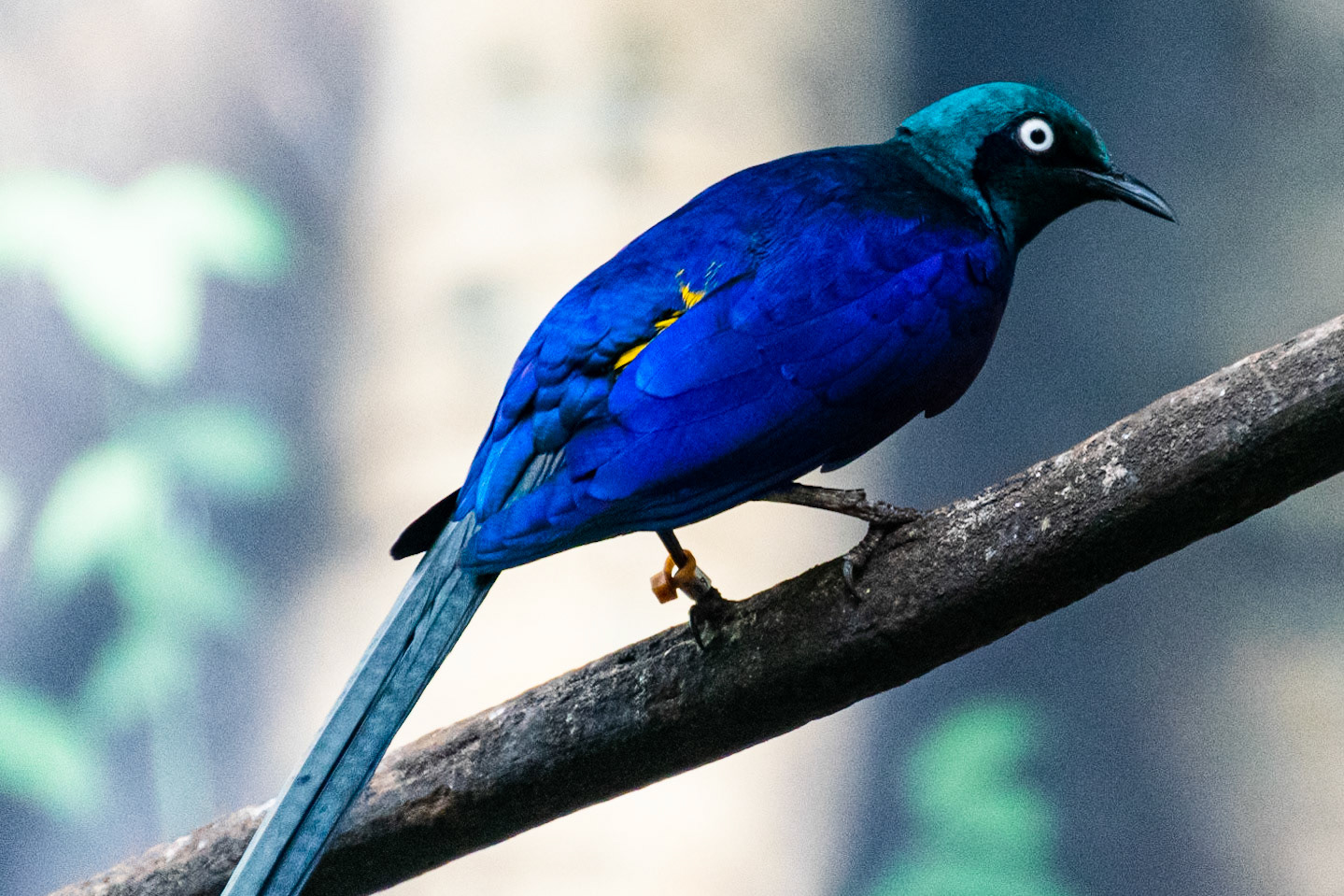 His brilliant blue plumage puts the other birds to shame.