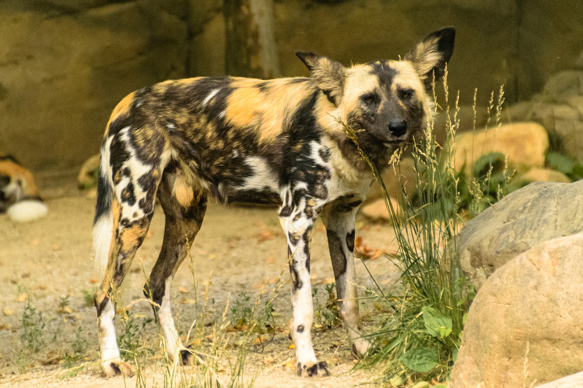 In the wild, Wild Dogs are some of the most sucessful hunters in the animal kingdom.