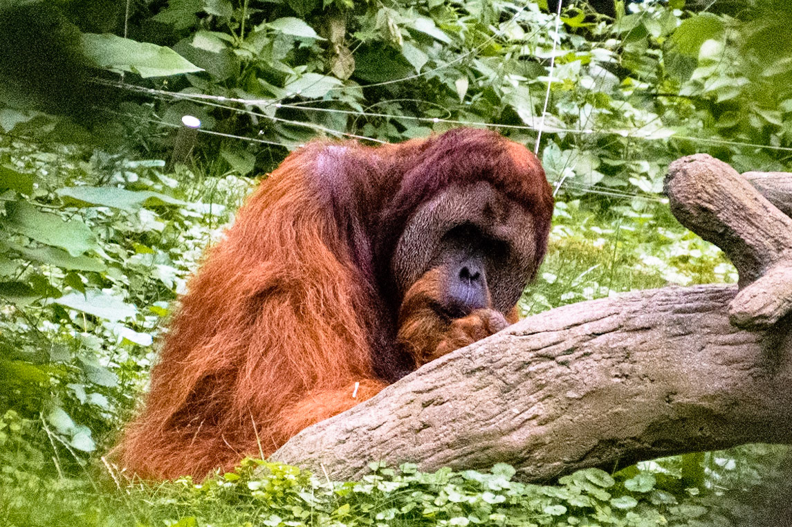 Covered in their firey orange fur, this orangutan gaze around their enclosure.