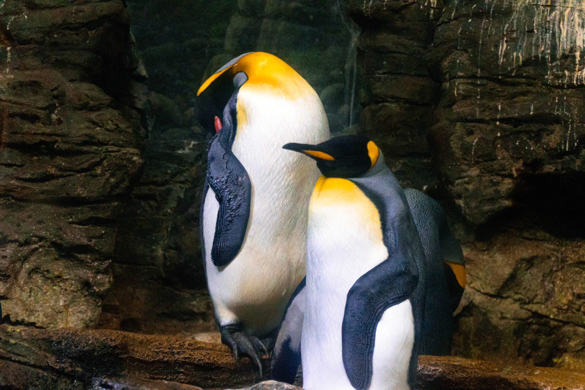 These king penguins were hoping around in their enclosure.