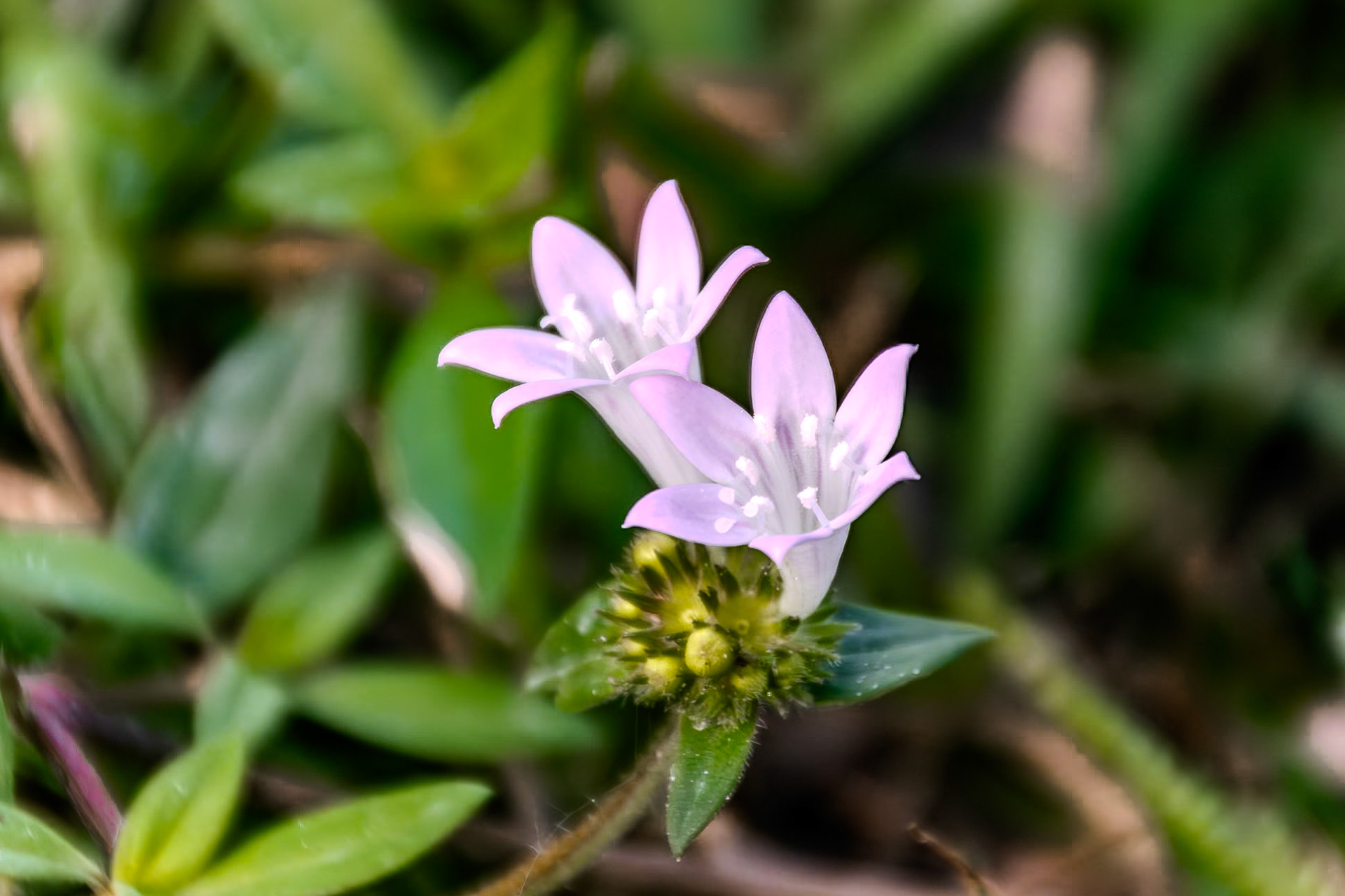This small purple flowers are in bloom.