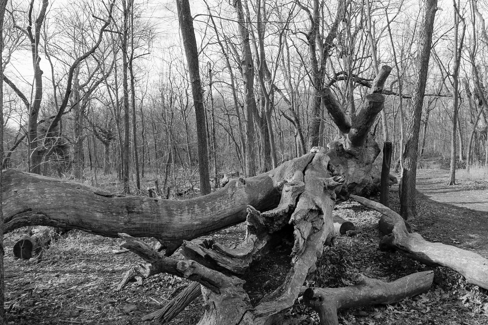 A massive tree lays fallen in the park.