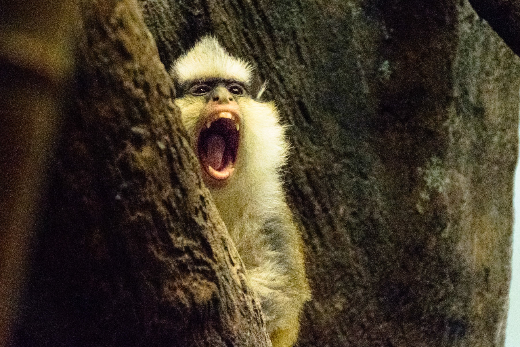 This monkey was making a lot of noise.