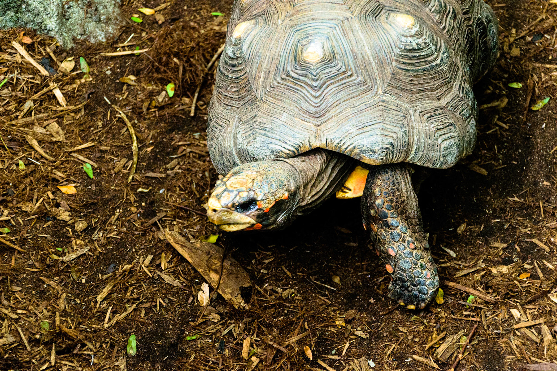 This small terrapin was rummaging around their enclosure.