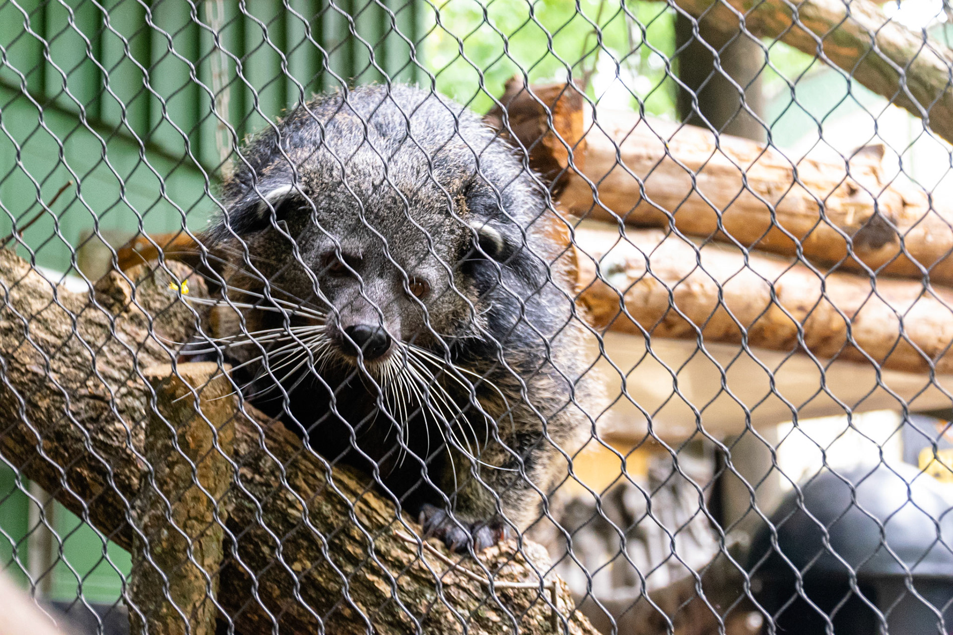 This bearcat was very friendly and loved climing around its handler.