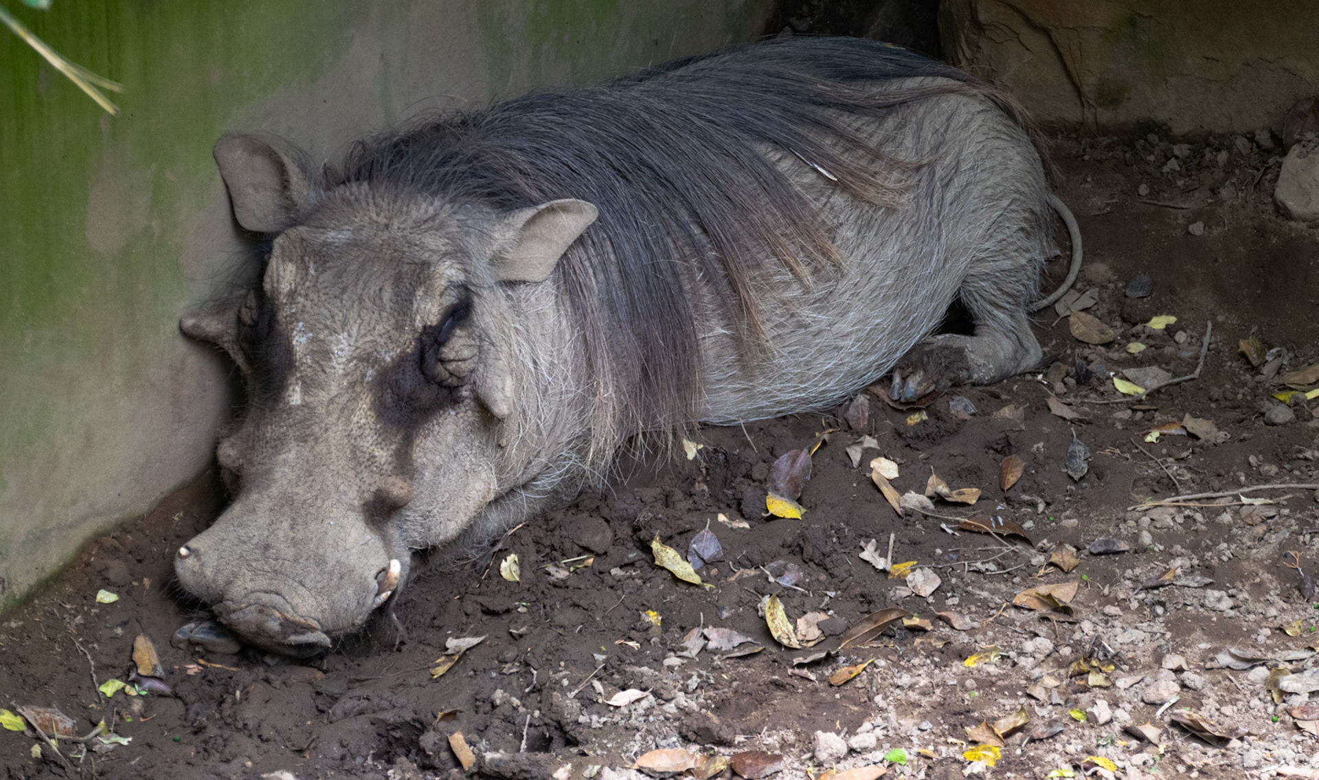 This warthog was taking a rest in the shadows in it's pen.