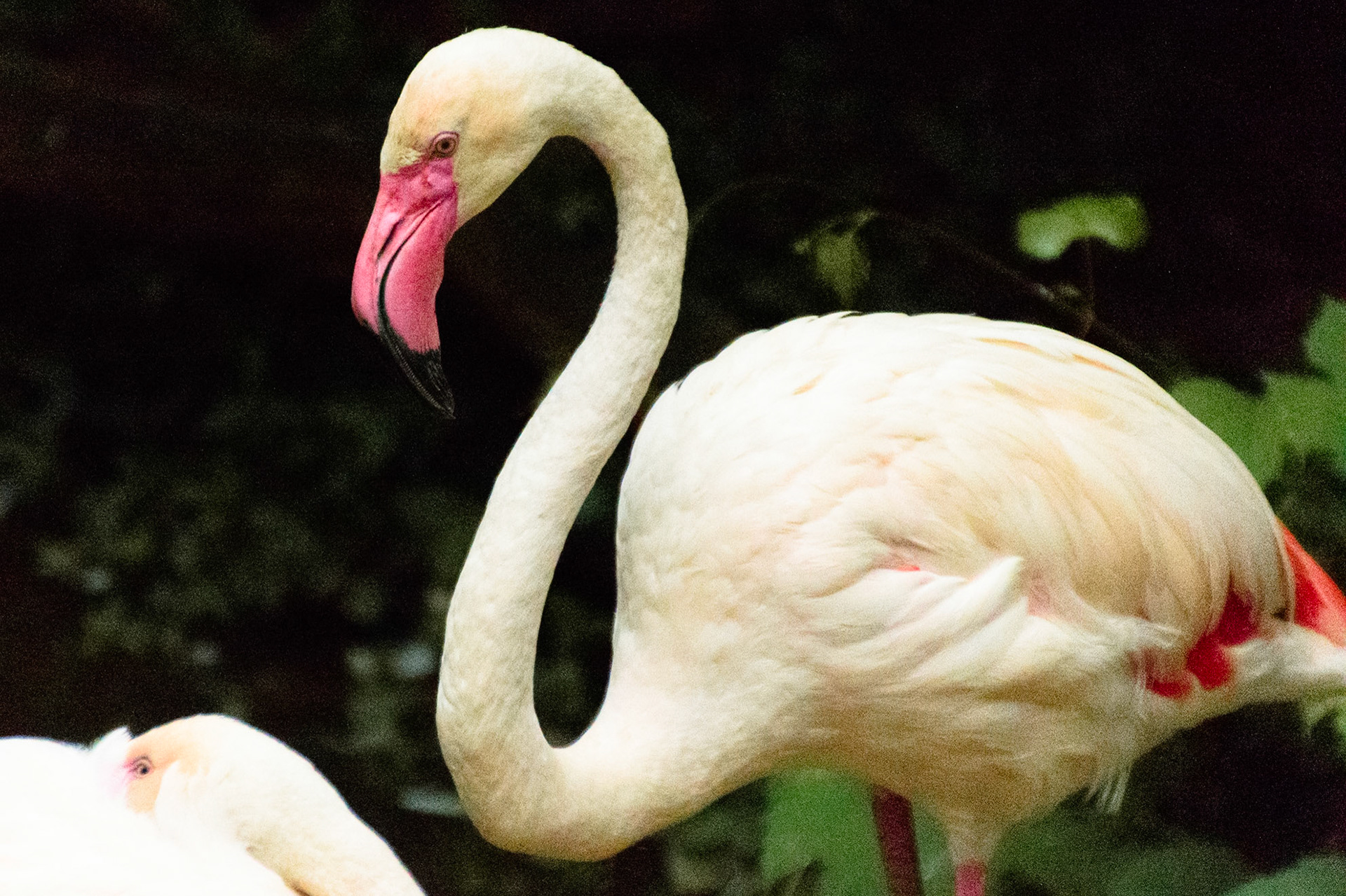 A flamingo doing what flamingos do, standing on one leg.