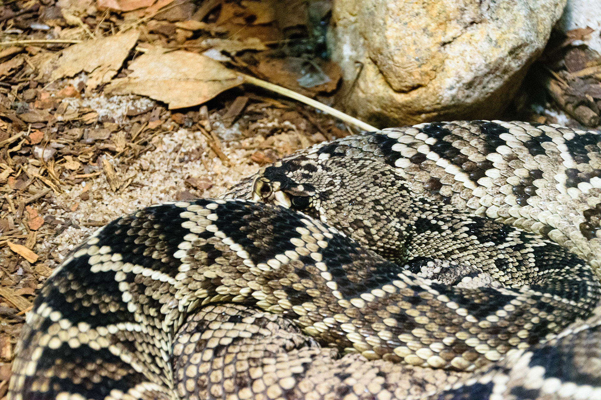 A diamond back snake coils himself up in his enclosure.